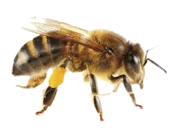 Dedetização de abelhas na Barra Funda - SP