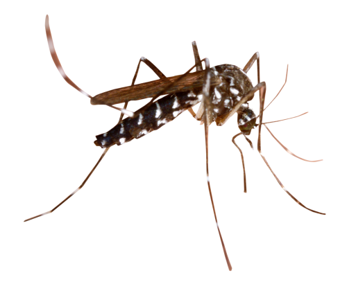 Dedetização de mosquito da dengue na Barra Funda - SP