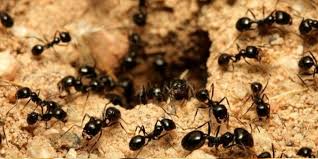 Dedetização de formiga na Barra Funda - SP
