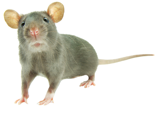 Dedetização de ratos na Barra Funda - SP